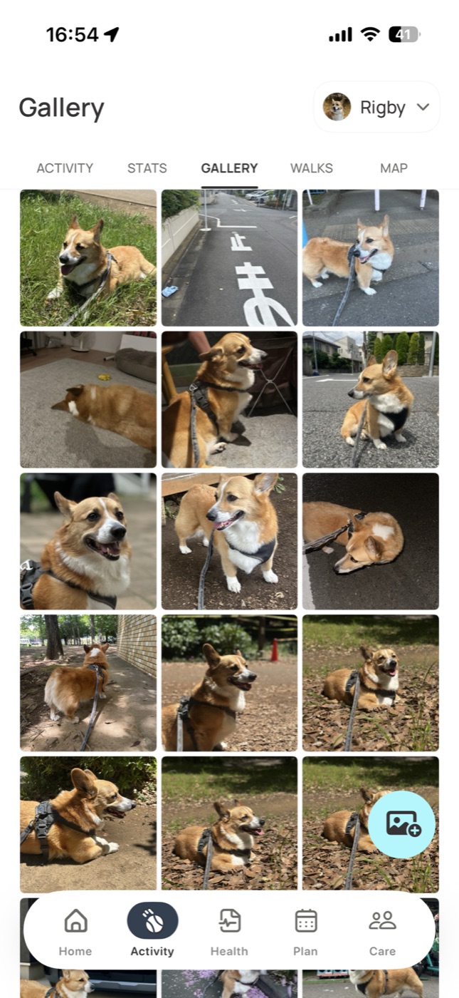 Voffi pet photo gallery