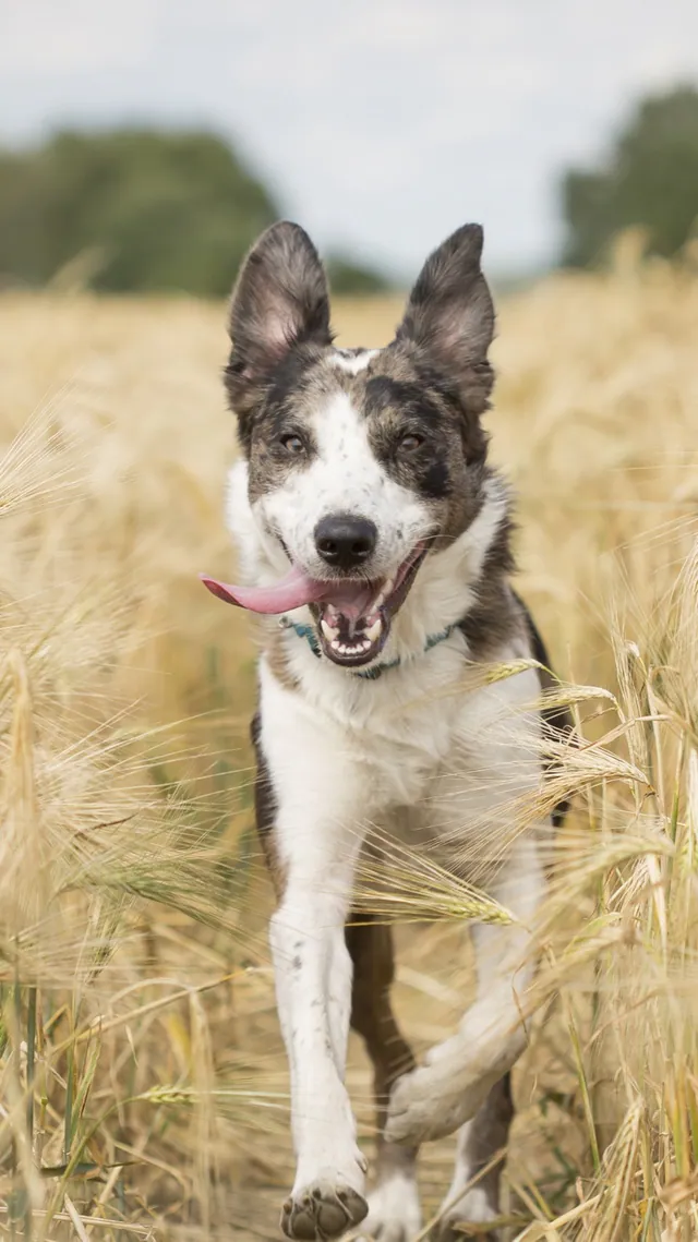 A border collie running through a sunlit field of long grass.