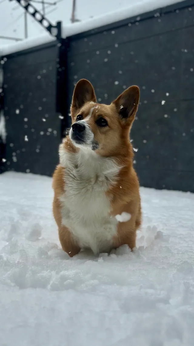 Rigby the corgi enjoying a snowy day.