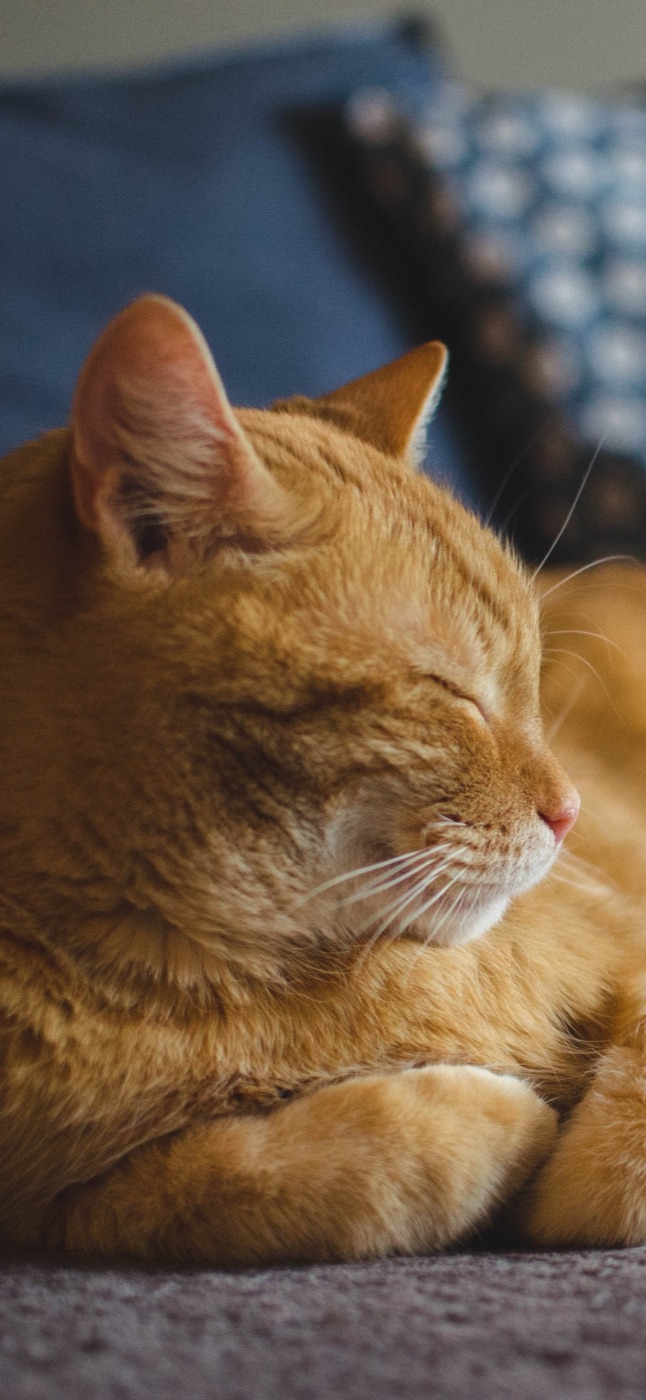 Orange cat resting indoors
