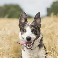Black and white dog named Pepper