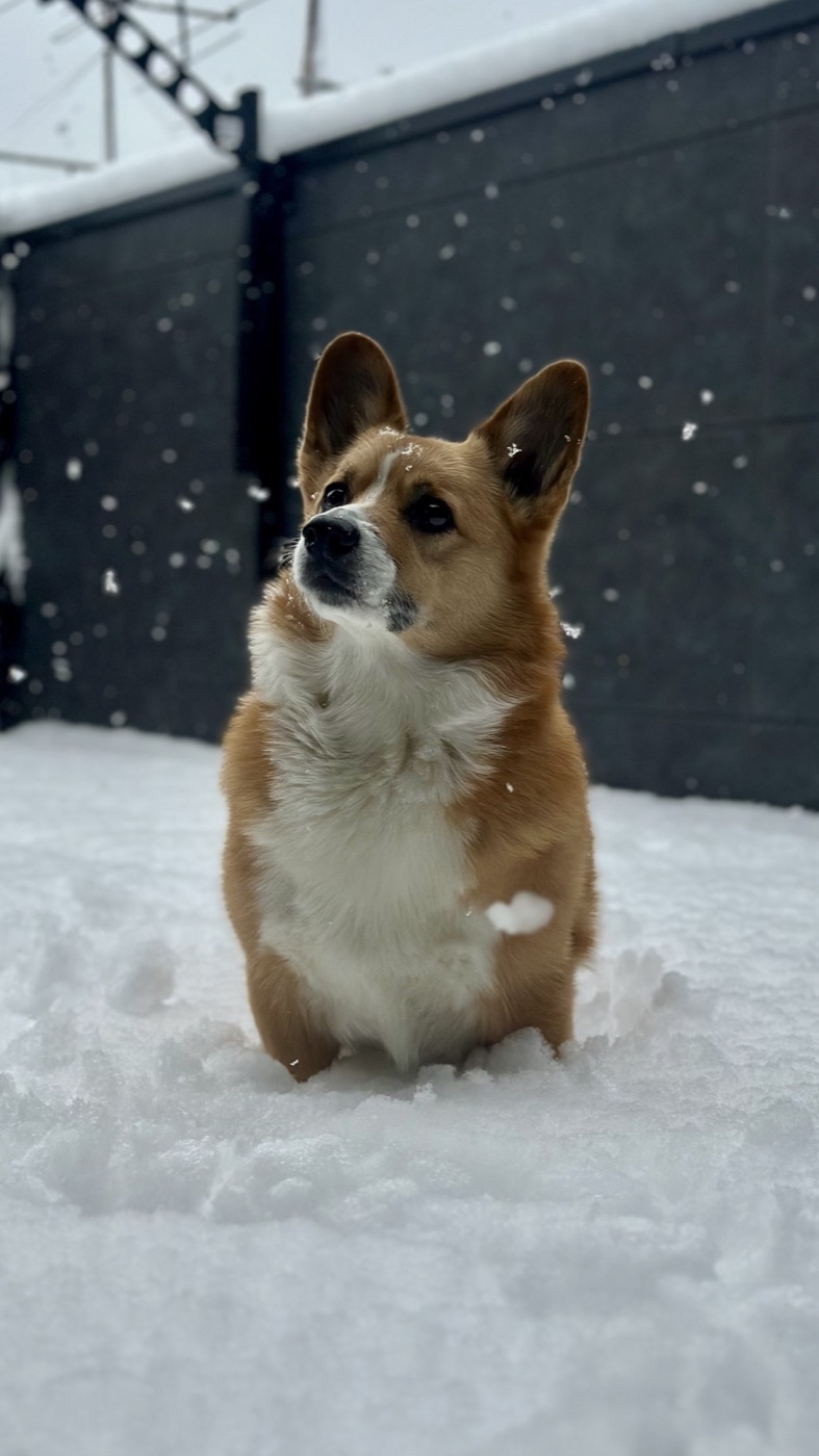 Pembroke Welsh Corgi standing in fresh snow