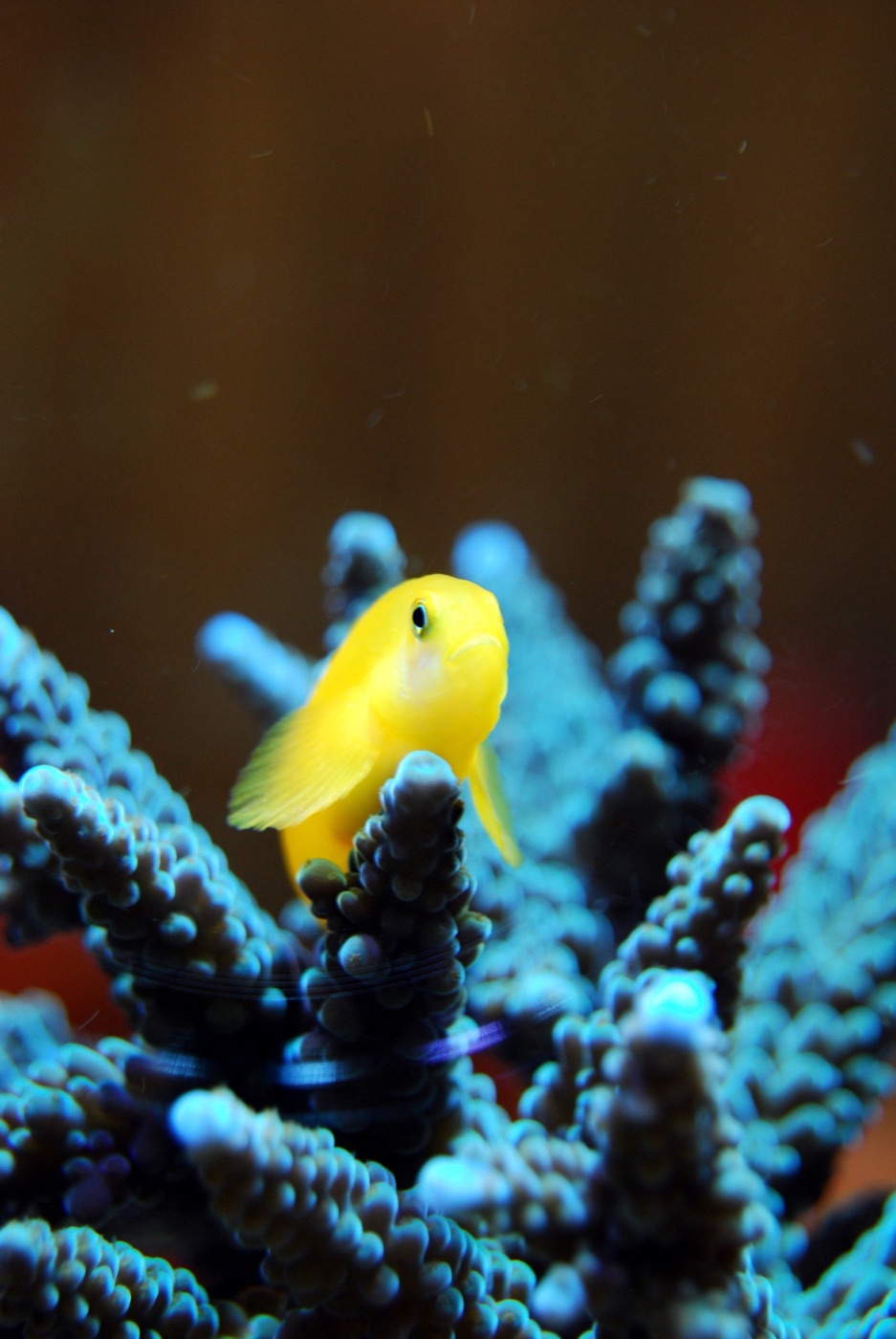 Yellow reef fish among coral