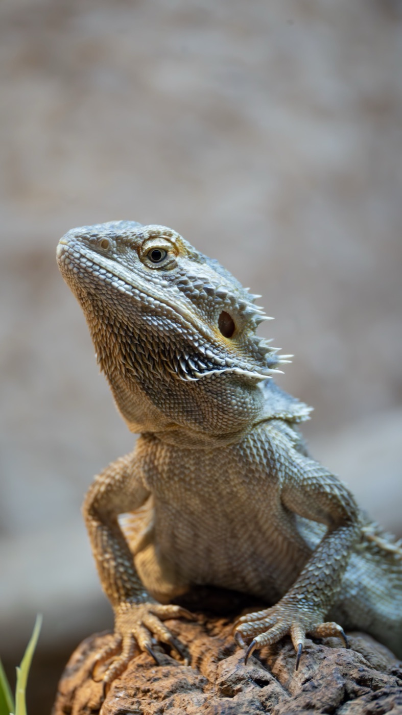 Bearded dragon resting on a branch